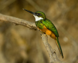 jacamar